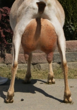 willowrear08