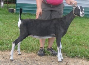 prestige2011
