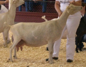 Bewitched Side View