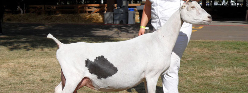 CH Barnowl Acythera "Fish," 1st place / 1st udder 5 & 6 year old 2012 ADGA National Show
