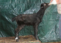 Thumbnail image for Adrastea’s 2012 bucklings