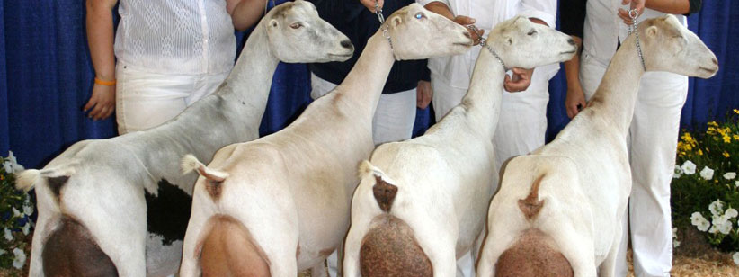 Barnowl wins the Washington State Fair 2013 Supreme Dairy Herd of Show!
