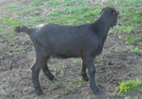 Thumbnail image for Deesse’s 2012 buckling