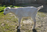 Thumbnail image for Elena’s 2012 buckling