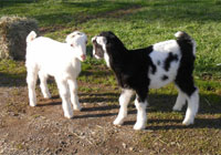 Thumbnail image for Hockus’ 2012 bucklings