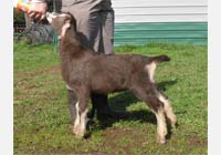 Thumbnail image for Here Be Goats KUA Manhattan