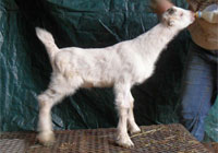 Thumbnail image for Quaffle’s 2012 buckling