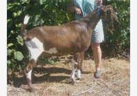 Thumbnail image for *B Goat-San Victor