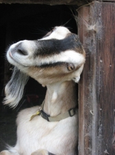 goat in window 1