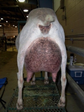 Bewitched Rear Udder, owned by Barnowl Dairy Goats