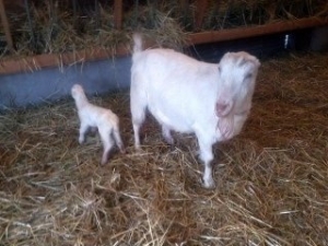 03.09.14_Elena and Baby New Barn