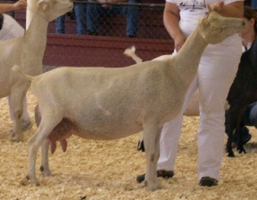 Bewitched, bred and owned by Barnowl Dairy Goats