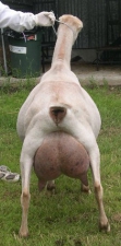 SGCH Barnowl Quidditch rear view, bred and owned by Barnowl Dairy Goats