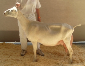SGCH Barnowl Hockus Pockus 2009, bred and owned by Barnowl Dairy Goats