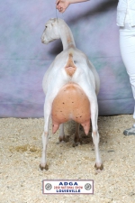 SGCH Barnowl Hockus Pockus 2008 rear view, bred and owned by Barnowl Dairy Goats