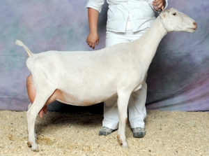 SGCH Barnowl Hockus Pockus 2008, bred and owned by Barnowl Dairy Goats