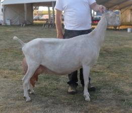 SGCH Barnowl Hockus Pockus 2011, bred and owned by Barnowl Dairy Goats