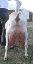 SGCH Barnowl Hockus Pockus 2011 rear view, bred and owned by Barnowl Dairy Goats