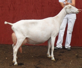 SGCH Barnowl Hockus Pockus 2010, bred and owned by Barnowl Dairy Goats