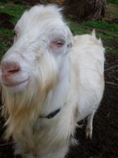 Barnowl Quantum Leap, owned by Barnowl Dairy Goats