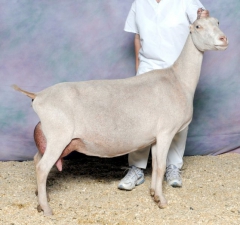 SGCH Barnowl Quidditch, bred and owned by Barnowl Dairy Goats