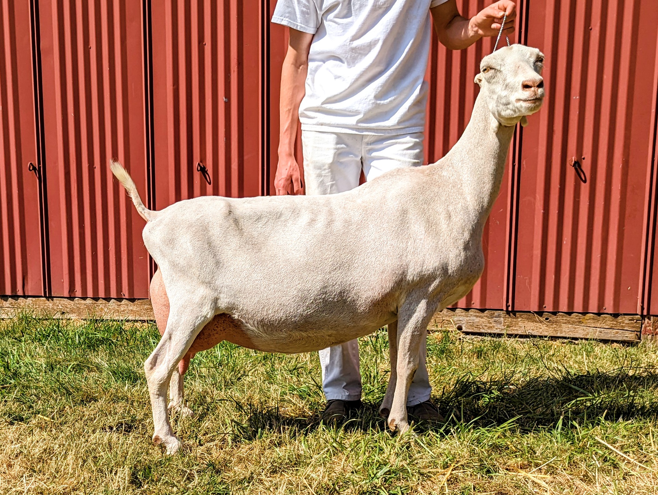 B Kastdemur's Louis Vuitton - Kastdemur's Dairy Goats